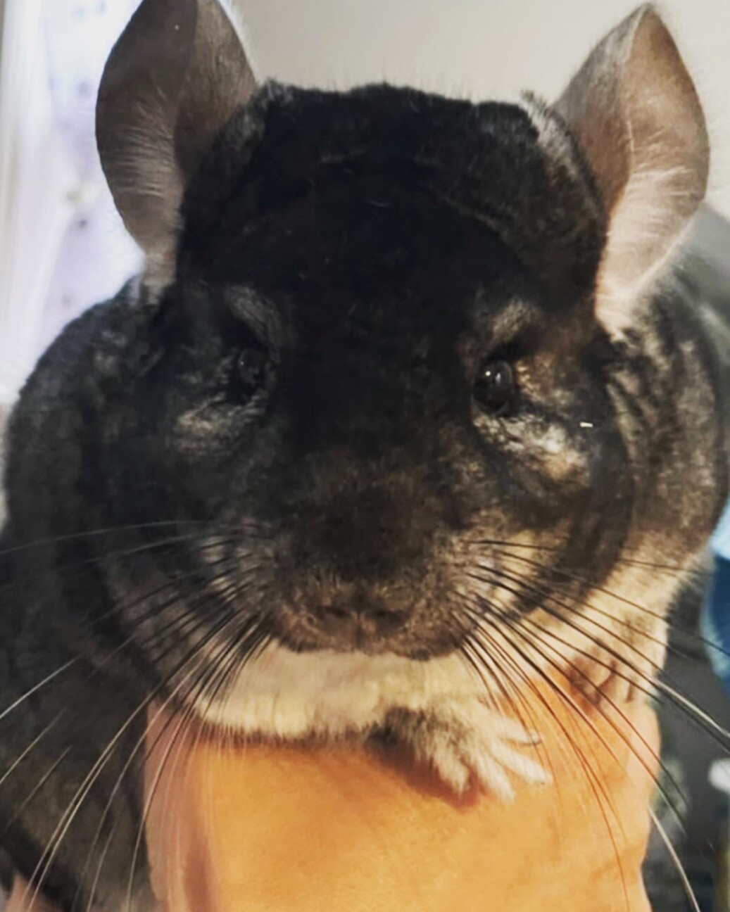 [募集一時停止します]チンチラの男の子(1歳) サムネイル2