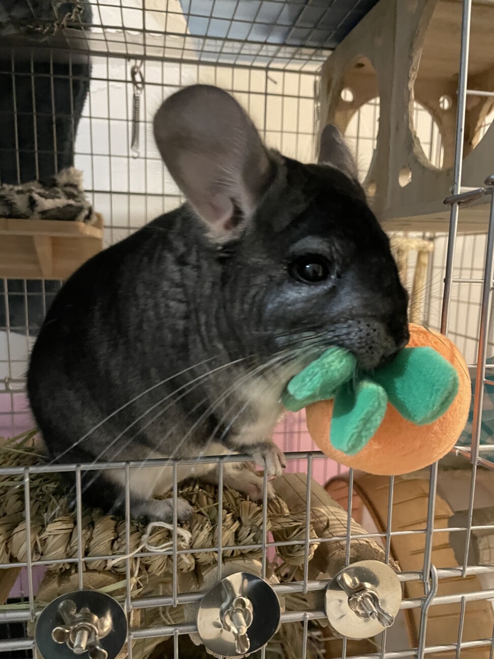 [募集一時停止します]チンチラの男の子(1歳) サムネイル3