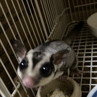 フクロモモンガの里親募集