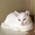 【サファイア】青くてキレイな目が名前の由来