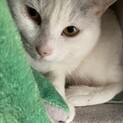 【くっきー！】おかげさまで里親さまが決まりました！
