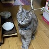 ミグしっかり！怒りはパワーW(`0`)Wオレ様は散歩行けず雨に怒り爆発ψ(｀∇´)ψ