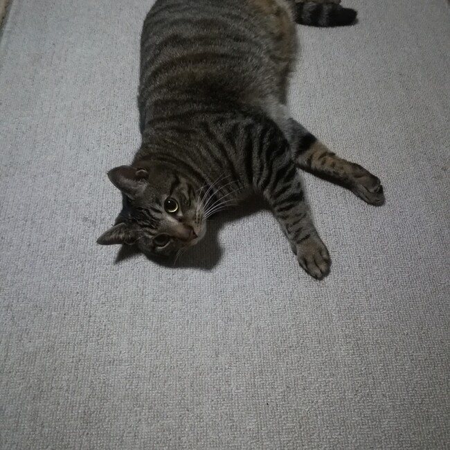 さやぶうのカバー写真