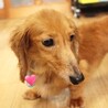 尻っぽ振りふり！人が大好き♡な女の子 サムネイル3