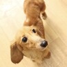尻っぽ振りふり！人が大好き♡な女の子 サムネイル6