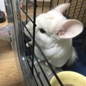 チンチラ　２匹