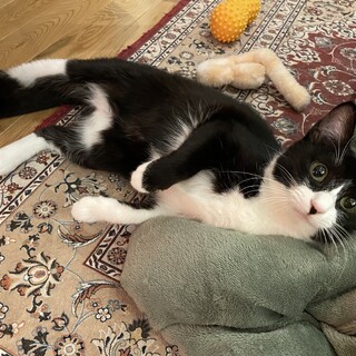 約1歳のハチワレ女の子