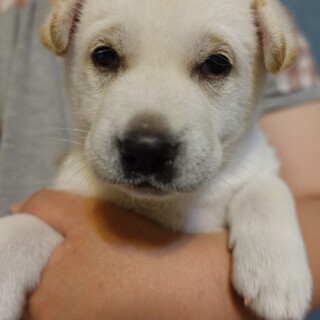5月5日頃生まれの男の子　いおりくん
