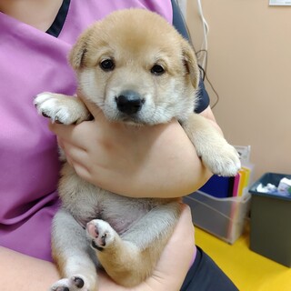 募集停止中　5月5日頃生　男の子　オルト・デニーロ