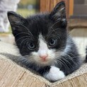 お目目ぱっちり♡ゆずちゃん