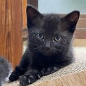 美人な黒猫♡ルナちゃん