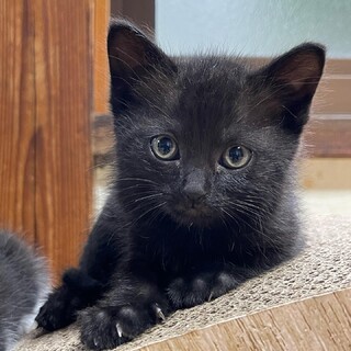 美人な黒猫♡ルナちゃん
