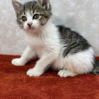 癒し系兄妹❗️甘え上手な正統派美形♥️舞