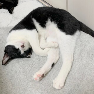 ★里親様決定（他サイト応募）★テンくん