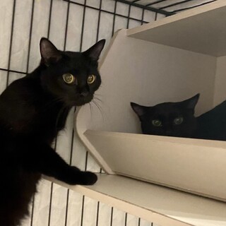 【7/10芝浦】安定感抜群★黒猫美猫姉妹