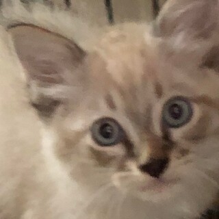 ブルーアイの可愛いチビにゃん、シャム系のモナカ君！