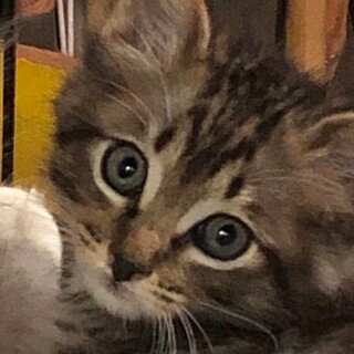 可愛いチビにゃん兄弟、キジトラのカノコ君！