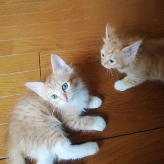 毛長の茶トラのオス  1カ月半