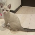 めちゃくちゃ元気！仔猫の里親さん募集します！