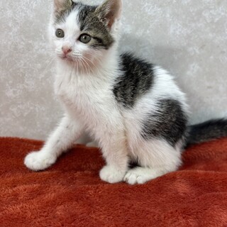 癒し系兄妹❗️舞の兄で物静かでマイペースな小太郎