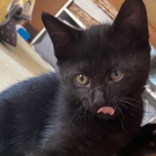 とっても甘えたでフレンドリーな黒仔猫のタン君❣️