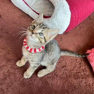 里親さん決まりました。ありがとうございます★