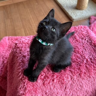 里親さん決まりました。ありがとうございます★