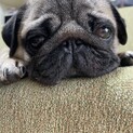 パグオスの子、新しい飼い主さま募集します。