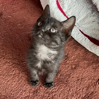 里親さん決まりました。ありがとうございます★