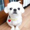 毎日、可愛さ更新♡ペキニーズの男の子 サムネイル2