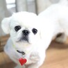 毎日、可愛さ更新♡ペキニーズの男の子 サムネイル3