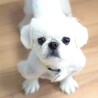 毎日、可愛さ更新♡ペキニーズの男の子 サムネイル4