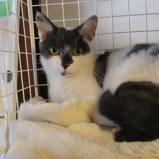 １才位の白黒の男の子　まるちゃん