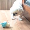 毎日、可愛さ更新♡ペキニーズの男の子 サムネイル6