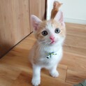 子猫３兄妹