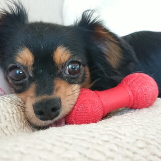 チワワMIXのチョロ助くん