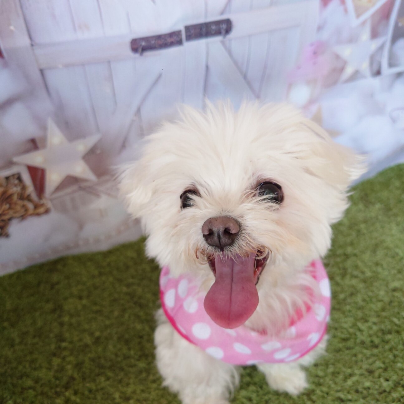 超甘えたちゃん☆マルチー」香川県 - 犬の里親募集(415116