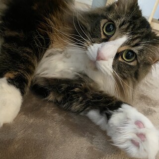 ノルウェージャン×メインクーン