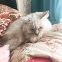 育児放棄された甘えん坊な猫たち