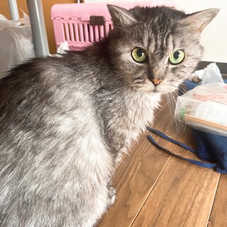 エナ 育児放棄 懐っこい