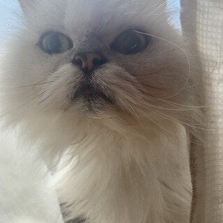 パオ 懐っこい 育児放棄