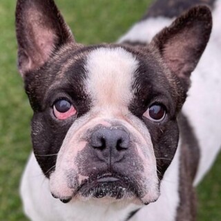 【トライアル予定】フレンチブルドッグの男の子です