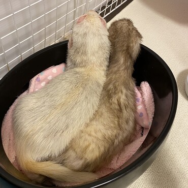 あぽくんとぽこくんが我が家にやって来てくれてから今日で一年！ずっとずっと大好き☺︎！