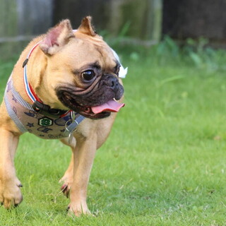 フレブル風翔くん