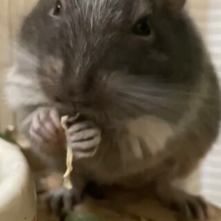 ブルーパイドの男の子