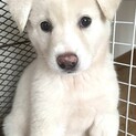 6/11(土) Terra里親会犬部』参加‼️