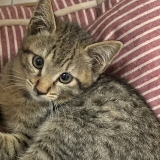 とってもお利口さんのキジトラ仔猫☆チビ太君❣️