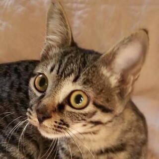 お目々がクリクリまん丸の可愛いキジトラのマル君❣️