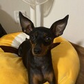 ミニピン　ノアちゃん♀3歳　募集停止中