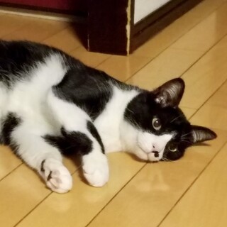 鼻たれ模様？黒いマスクの怪傑ゾロくん約2歳